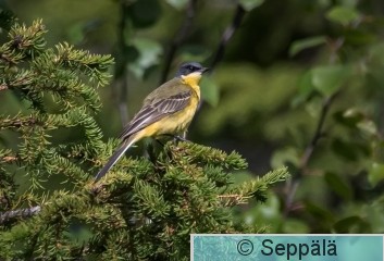 4_keltavästäräkki_Kittilä240703_iso1.jpg