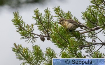 4_isokäpylintu_Kittilä240703_iso.jpg