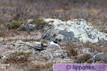 tunturikihu_IMG_2464cP.jpg