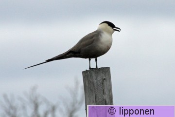 tunturikihu_IMG_2480cP.jpg