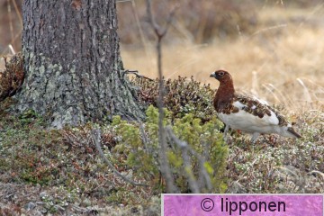 riekko_IMG_1863cP.jpg