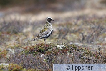 kapustarinta_IMG_2400cP.jpg