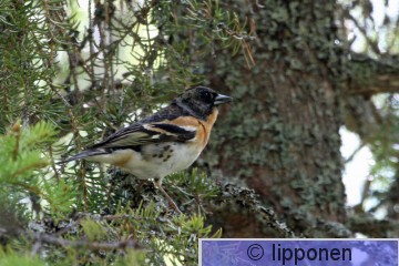 ja&#776;rripeippo_IMG_1819cP.jpg