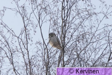 2009-12-19_005_Hiiripöllö_TimoKervinen.JPG