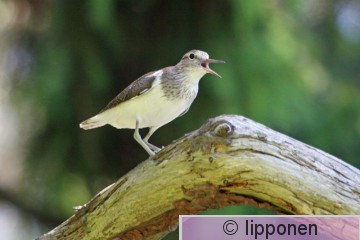 rantasipi_IMG_2717cP.jpg