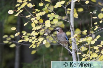 2010-10-10_004_Närhi_TimoKervinen.JPG