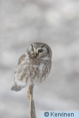 2010-01-09_022_Helmipöllö_TimoKervinen.JPG