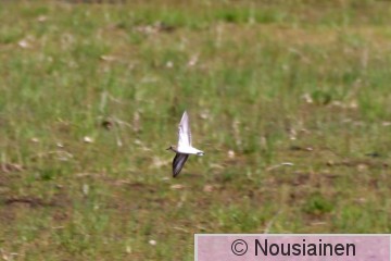 Lapinsirri1f Norja k24.jpg