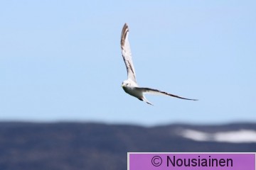 Pikkukajava1h Norja k24.jpg