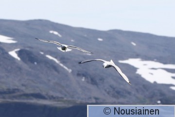 Pikkukajava1k Norja k24.jpg