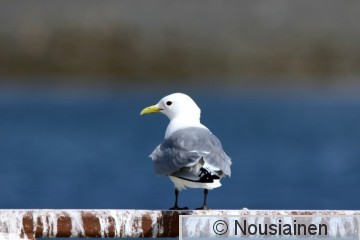 Pikkukajava1o Norja k24.jpg