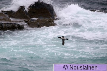 Ruokki2a Norja k24.jpg