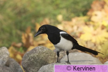 2010-10-05_057_Harakka_TimoKervinen.JPG