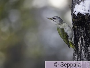harmaapäätikka_Kuru241104_iso kopio.jpg