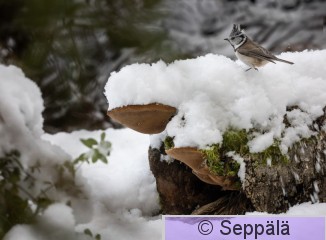 töyhtötiainen_Kuru241104_iso1.jpg