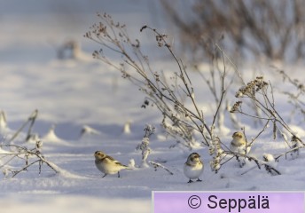 pulmunen_Lempäälä241209_iso2.jpg