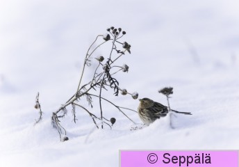 vuorihemppo_Lempäälä241209_iso1.jpg