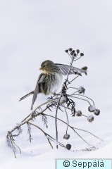 vuorihemppo_Lempäälä241209_iso2D.jpg