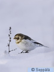 pulmunen_Lempäälä241209_iso4.jpg