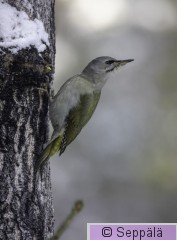 harmaapäätikka_Kuru241104_iso2.jpg
