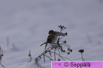vuorihemppo_Lempäälä241209_alkuperäinen.jpg