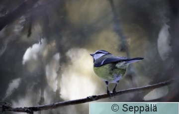 sinitiainen_Kuru250117_iso.jpg