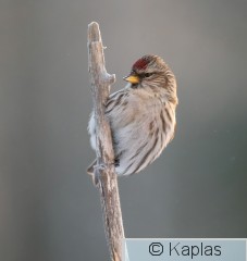 Carmea _031_24-1.jpg