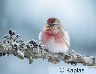 Carmea_031_24-1.jpg