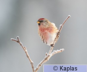 Carmea_045_24-1.jpg