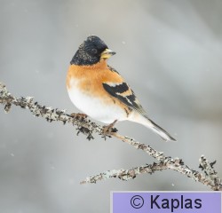 Frimon_040_24-1.jpg