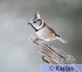 Parcri_003_24-1.jpg