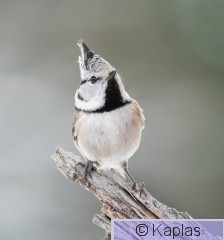 Parcri_009_24-1.jpg