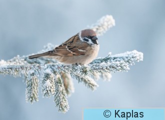 Pasmon_027_24-1.jpg