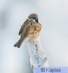 Pasmon_033_24-1.jpg