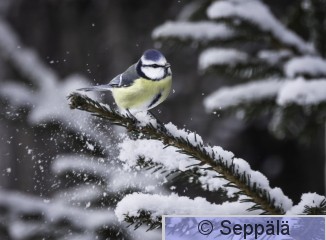 sinitiainen_Kuru250213_iso.jpg