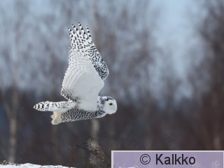 tunturipöllö 058.jpg