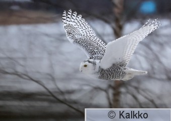 tunturipöllö 070.jpg