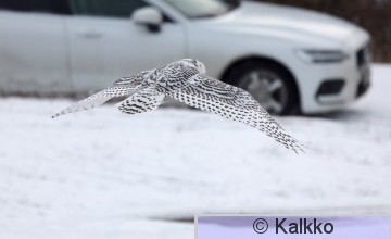 tunturipöllö 076.jpg
