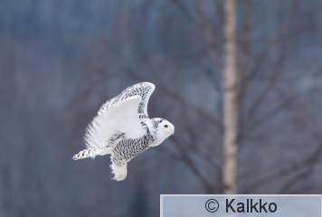 tunturipöllö 078.jpg