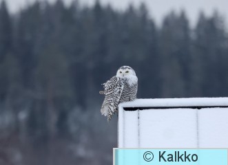 tunturipöllö 087.jpg