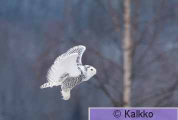 tunturipöllö 078.jpg