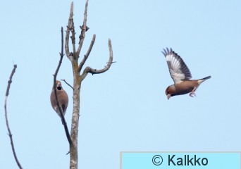 nokkavarpunen 060.jpg