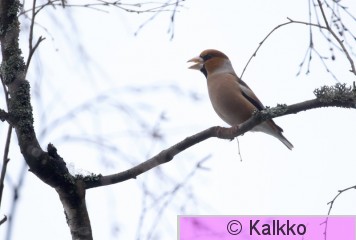 nokkavarpunen 084.jpg