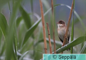 rytikerttunen_Helsinki110620_iso2b.jpg