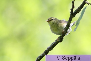 pajulintu_Kuru100626_iso.jpg