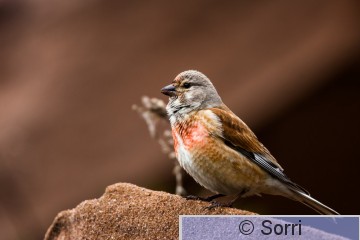 IMG_4715-2.jpg