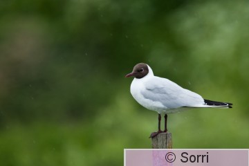 IMG_4945.jpg