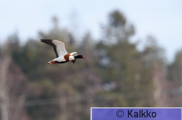 ristisorsa 121.jpg