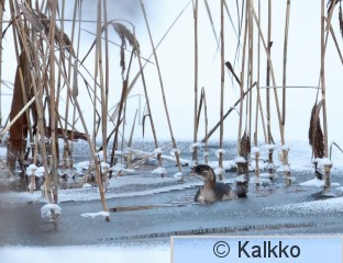 pikku-uikku 289.jpg