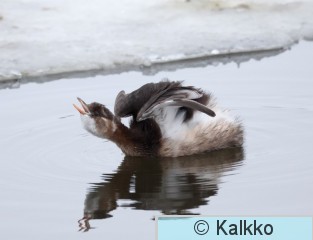 pikku-uikku 302.jpg